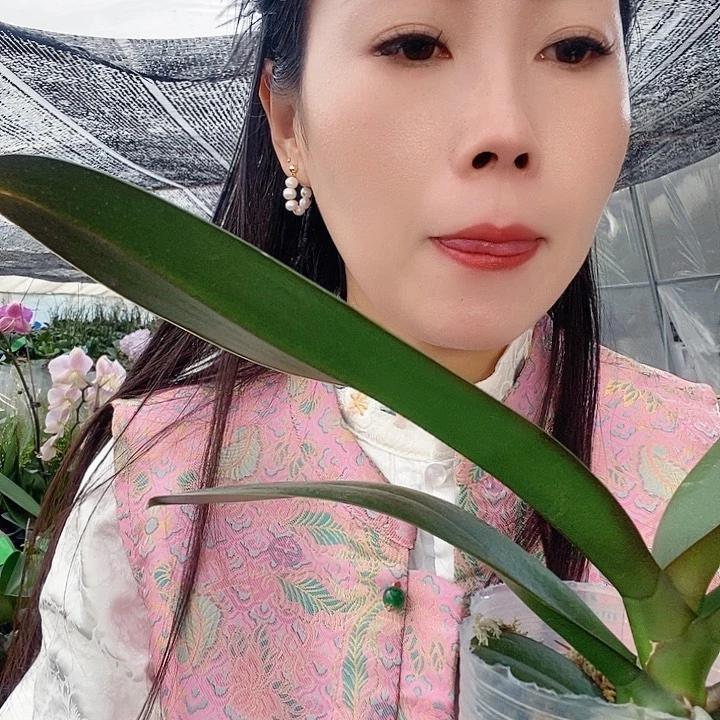 无花朵金龙蝴蝶兰