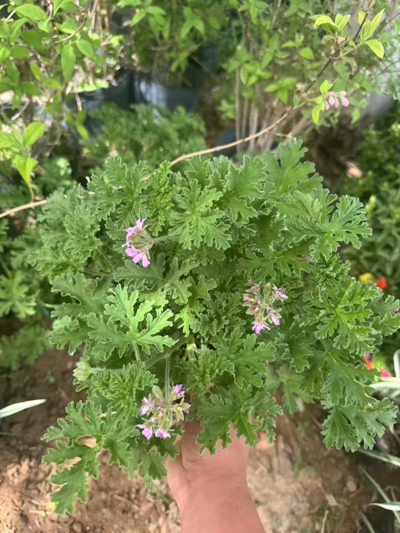 驱蚊草盆栽多年生柠檬香草驱蚊虫植物庭院阳台适用包邮