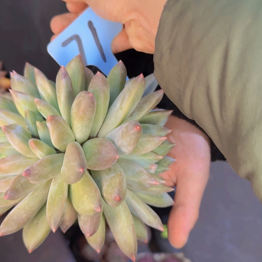 多肉植物的生长发育和生长