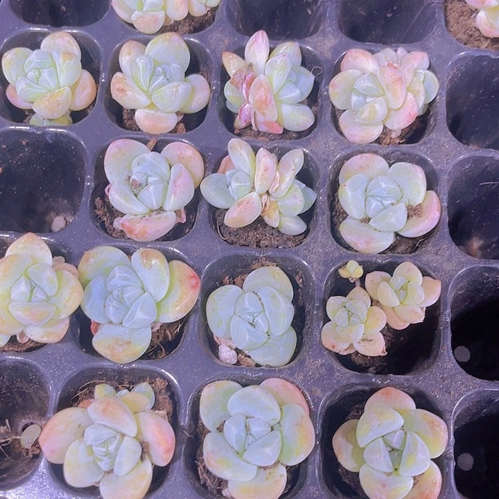 精品冰玉多肉植物