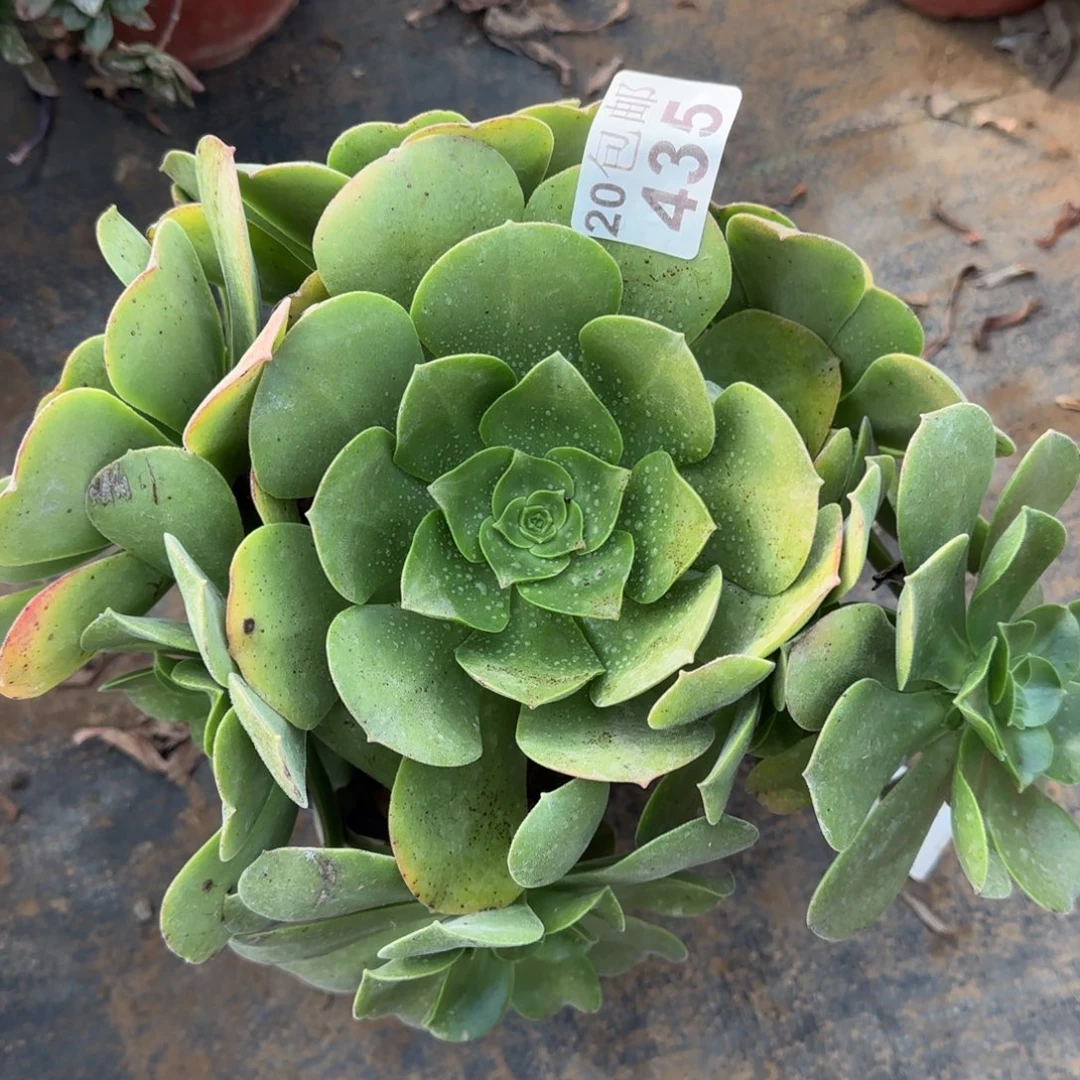 玉龙观音435满20包邮断枝不包