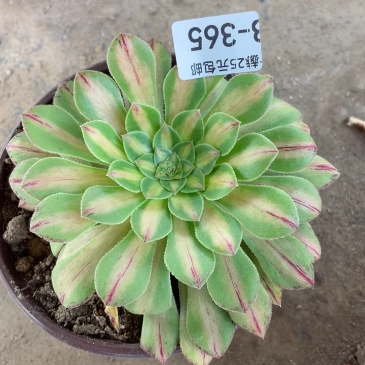 365知否2代多肉12344678