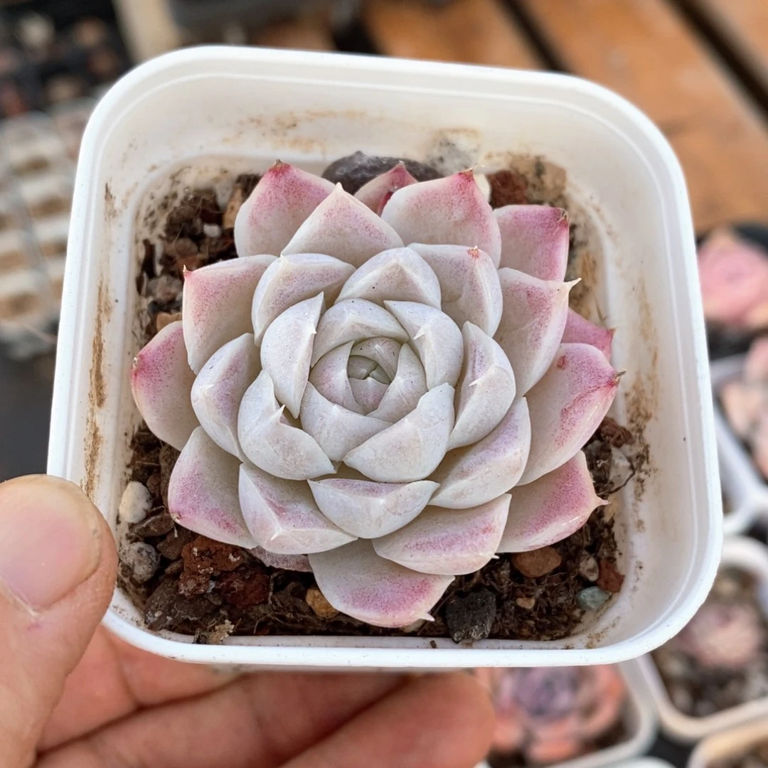 精品多肉一物一拍45