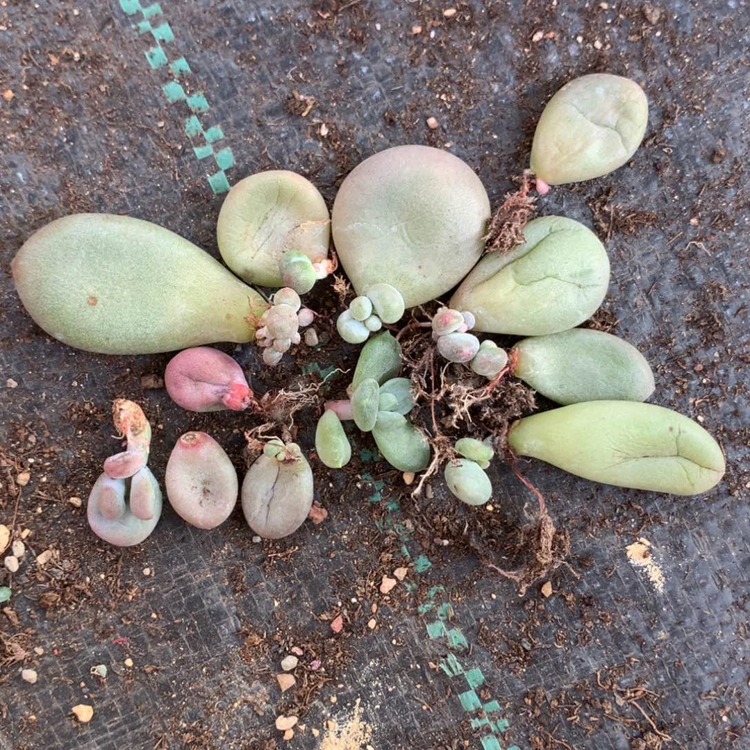 水光针 彩虹等等 不售后的哦