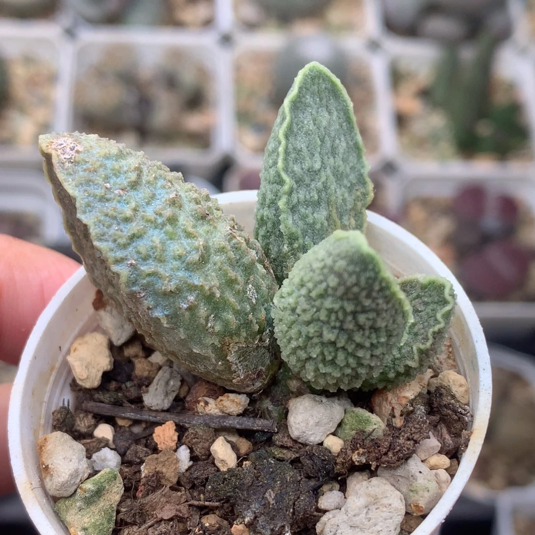 大犹绿皮 一物一拍