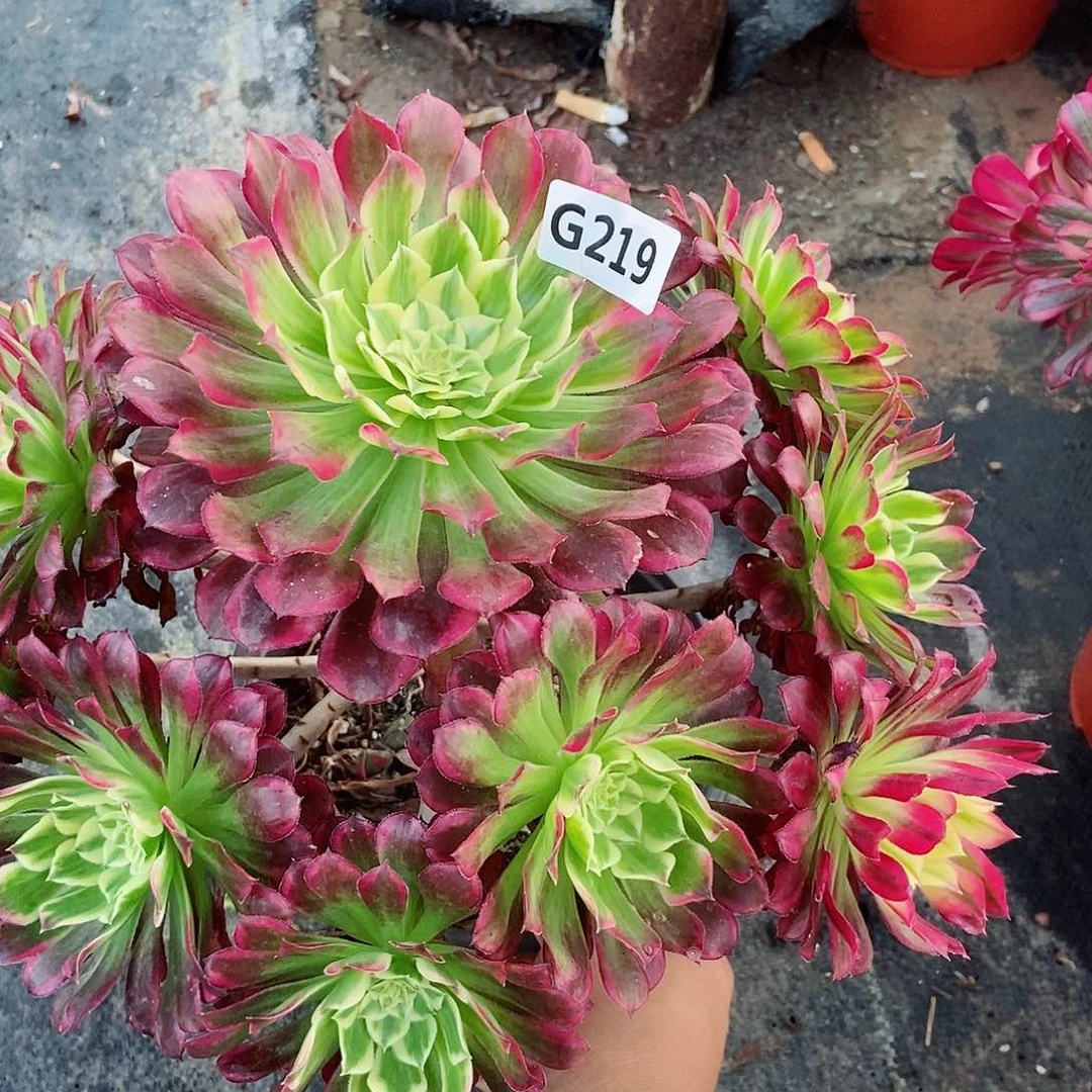 红陶微**荷219天河3多肉有断肢