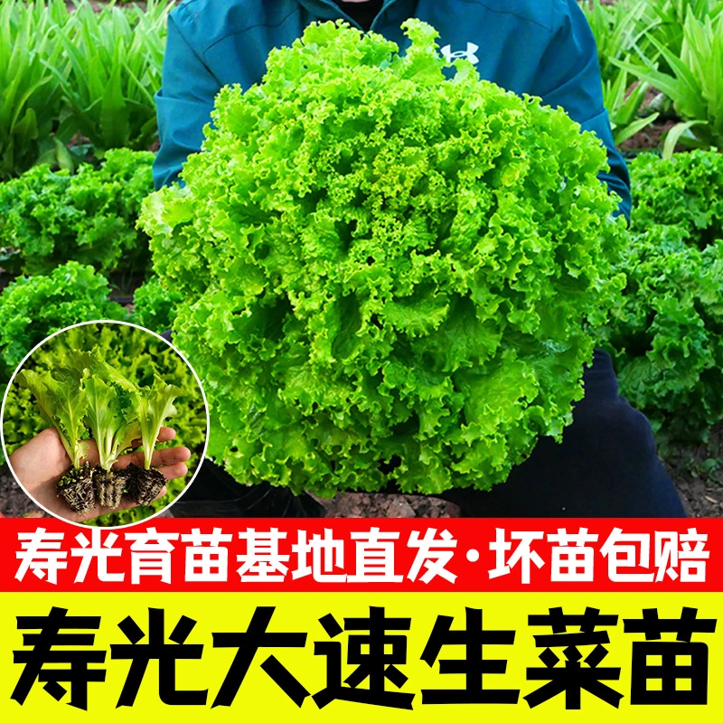 大速生菜苗种子四季球生菜奶油生菜籽生菜种子阳台春季秋冬季盆栽
