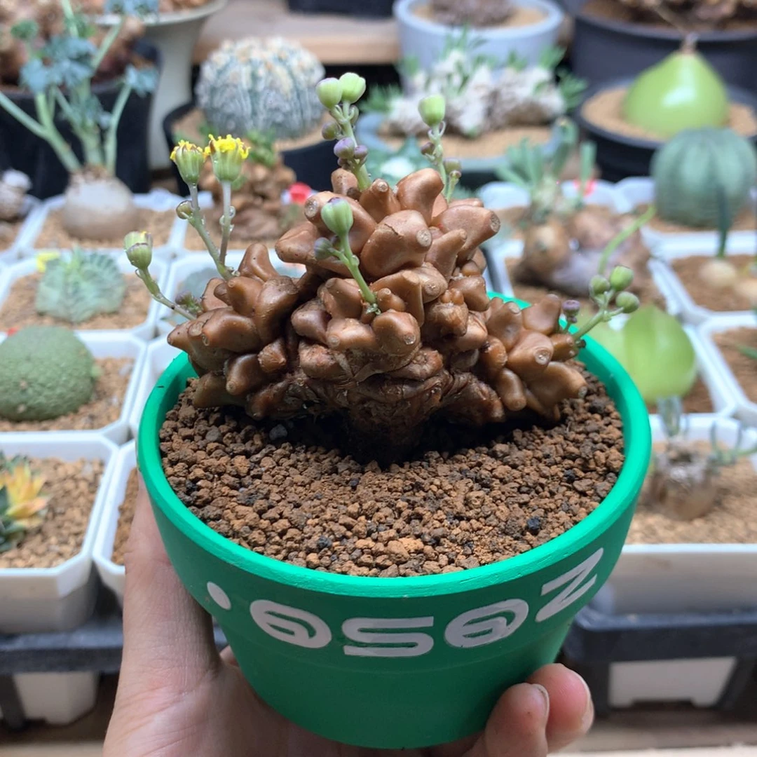 蛮鬼塔厚敦菊带盆多肉
