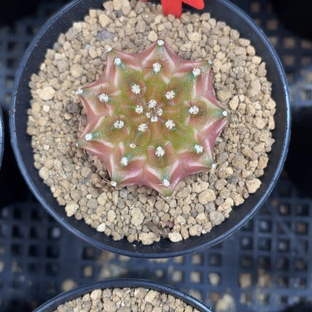 兔***子1-26轮回实生3.4厘米