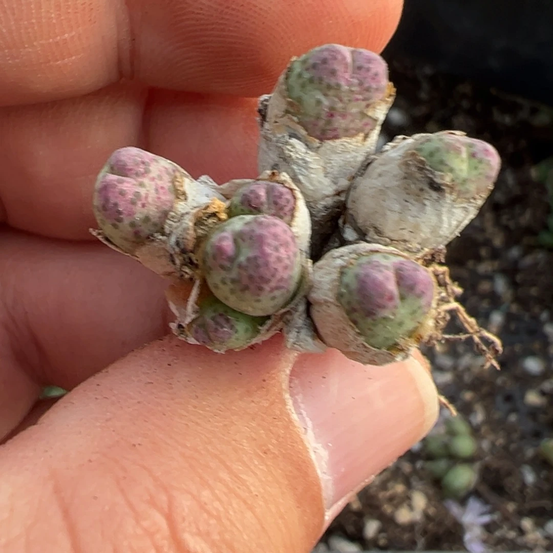 24-85肉锥多肉植物