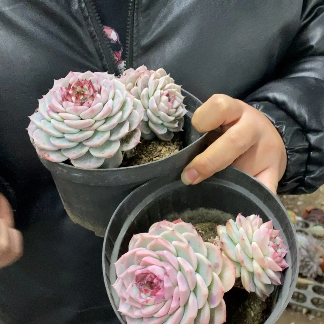 天鹅绒双头起发两盆，160杯