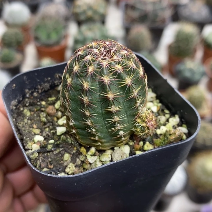 实生红刺青花虾特价