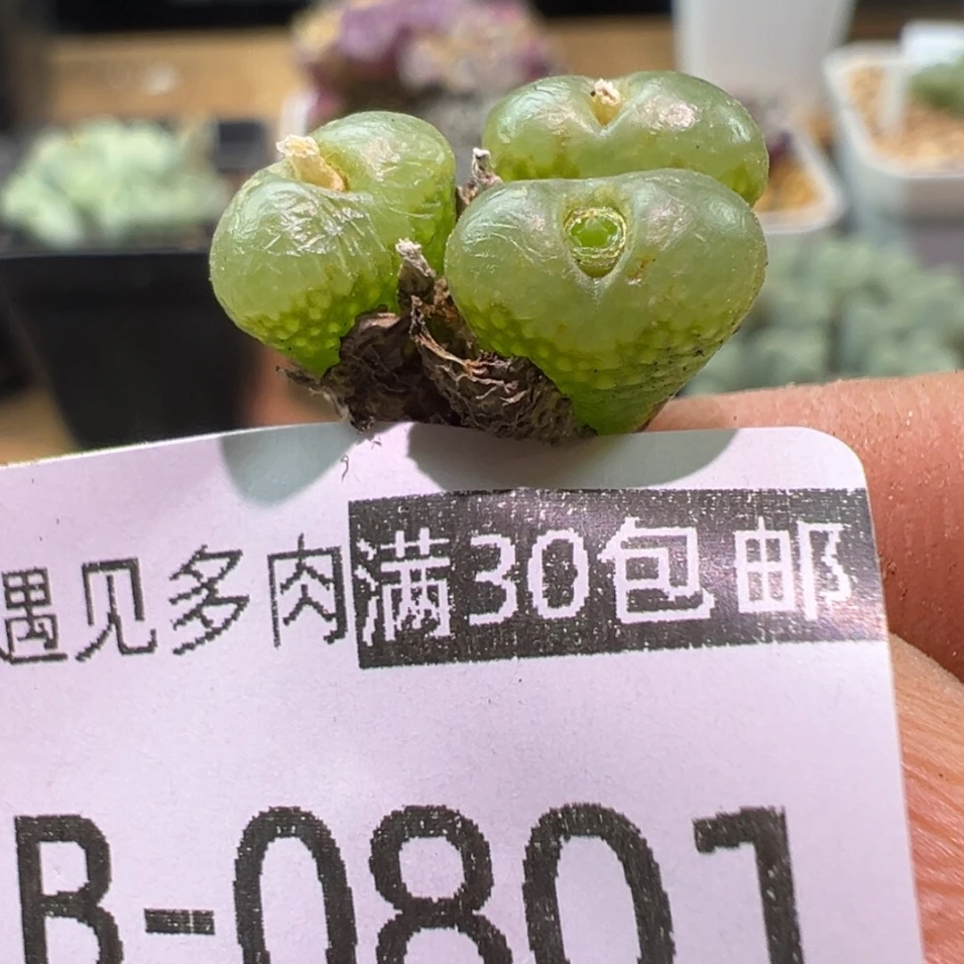 多肉植物1111111111111