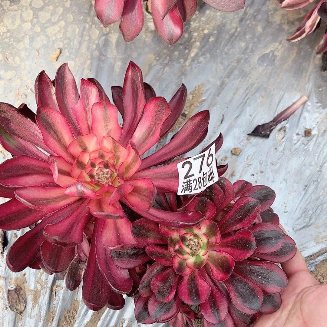 G. 276两颗多肉1111