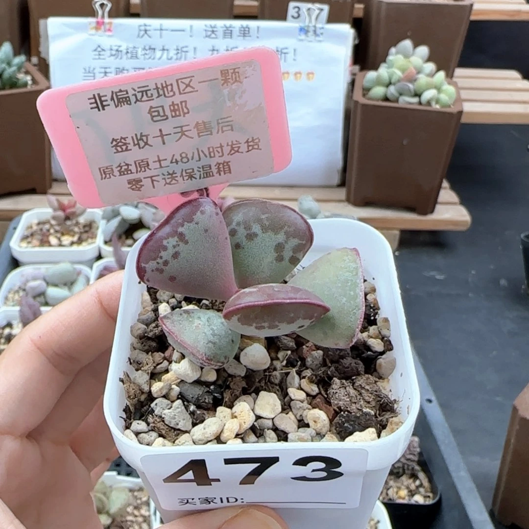 473爱心多肉植物