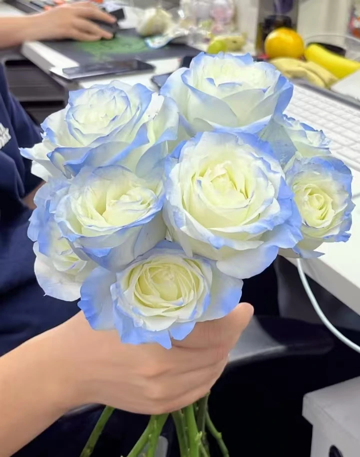 美艳【碎冰蓝（喷色）】同地址两单顺丰或京东包邮送货上门+配草1扎