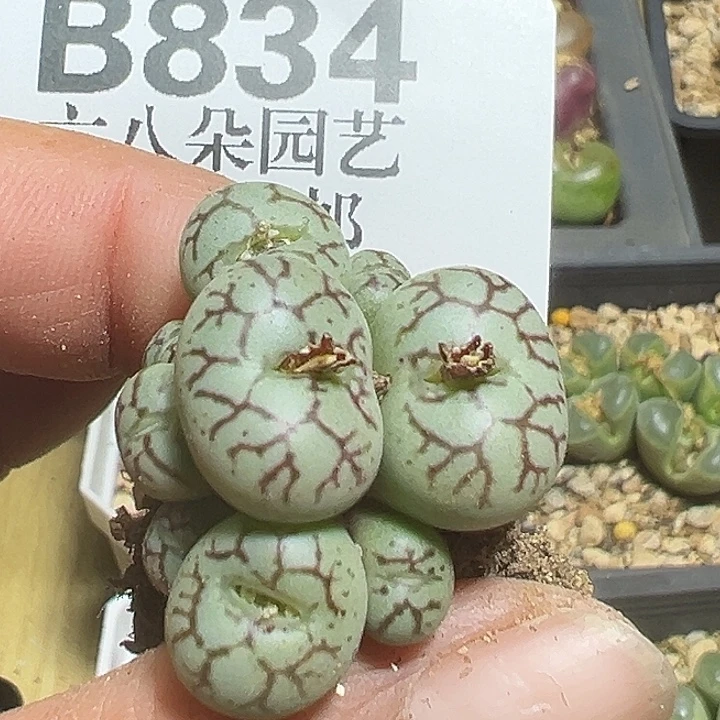 934号猴杂多肉植物