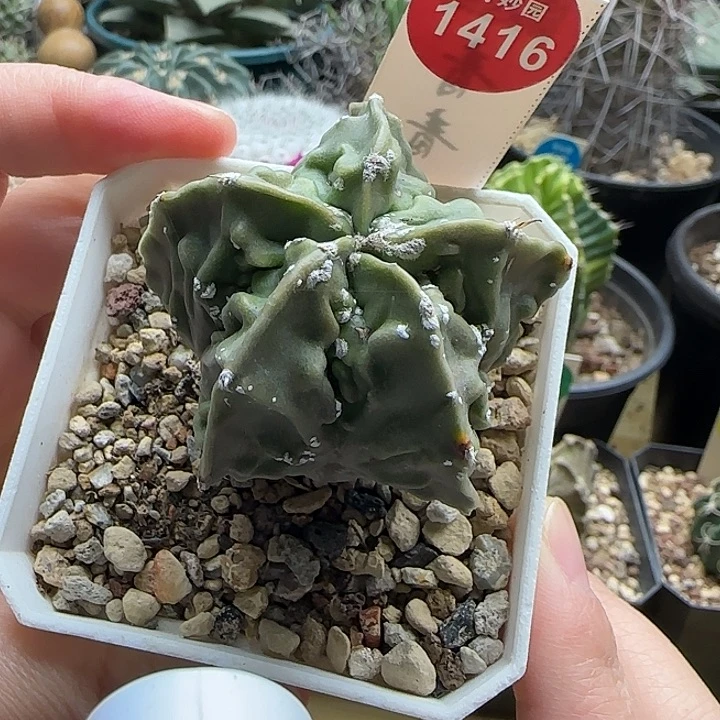 实生银沙核桃鸾凤玉一颗6687