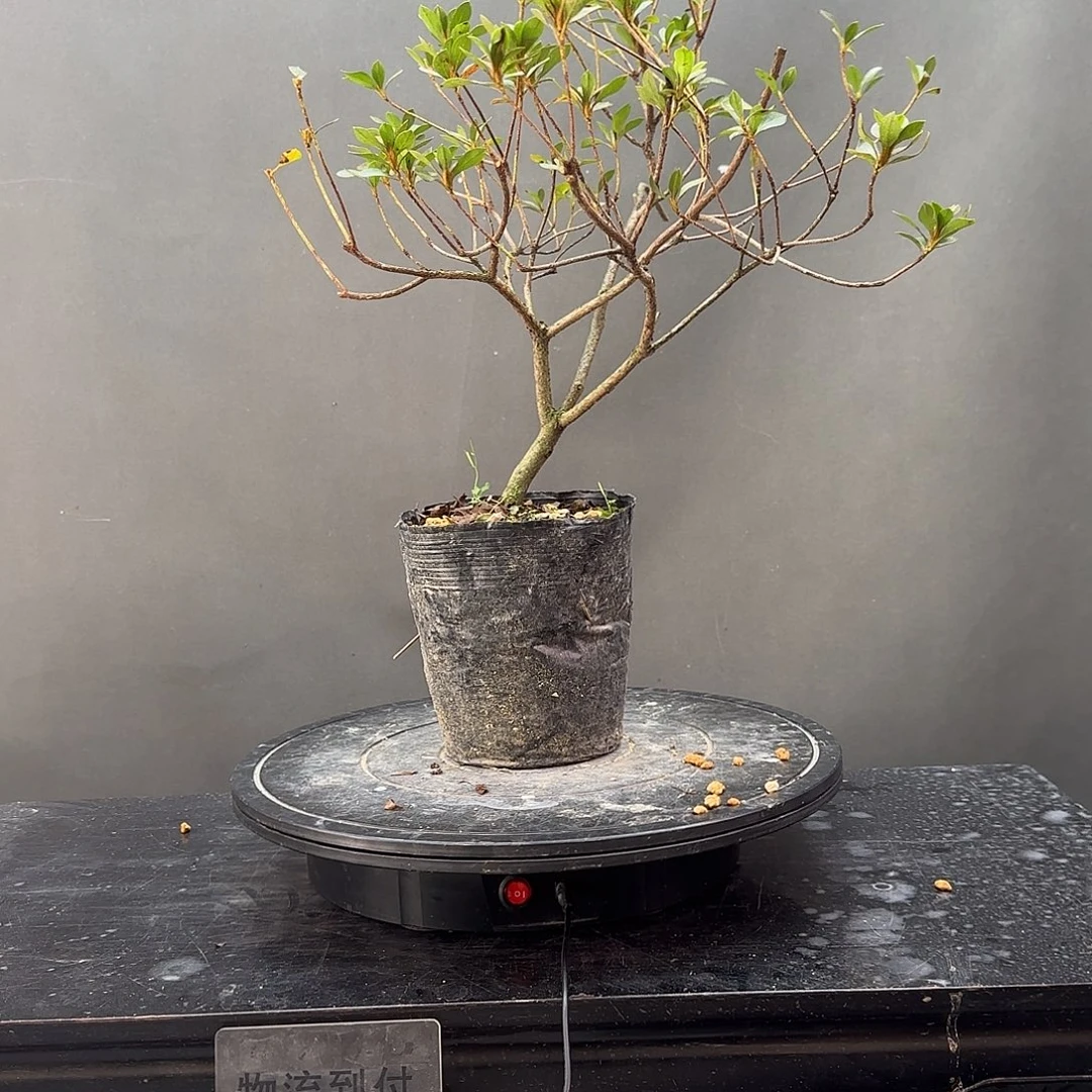 无花朵盲盒有花朵
