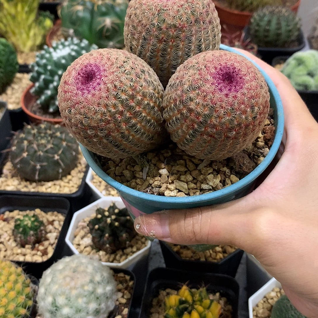 当前无花栽培后可以开花实生根3头红太阳
