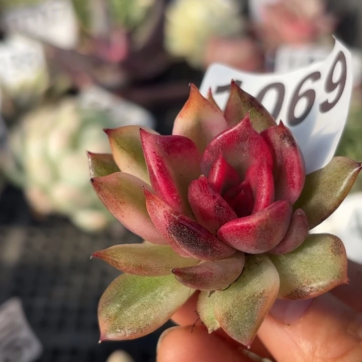 多肉植物满18包邮当场凑单不满单隔天发顺丰到付