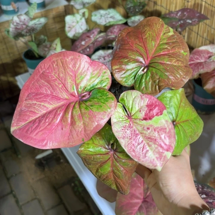大富翁泰国彩叶芋25-0806
