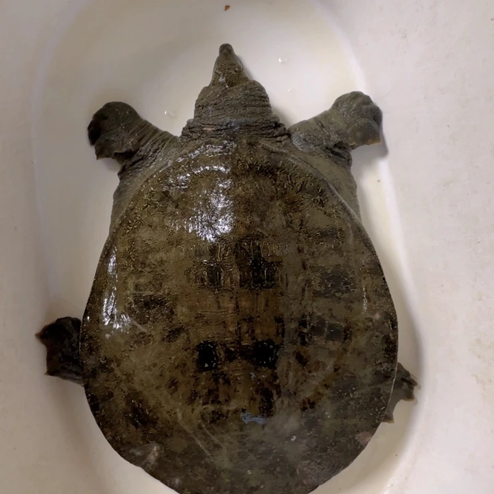 觉***下中国大陆包活福利鱼不退换