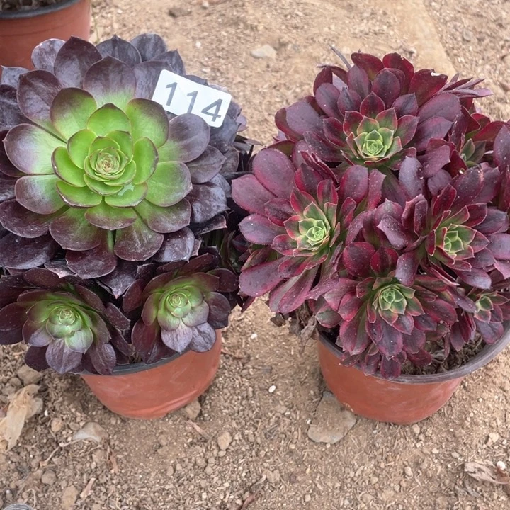 114多肉植物组合无售后