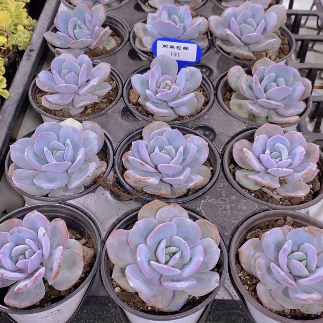 191-中秋福利奶茶单头一个