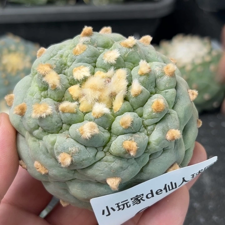 699可发货可帮发根