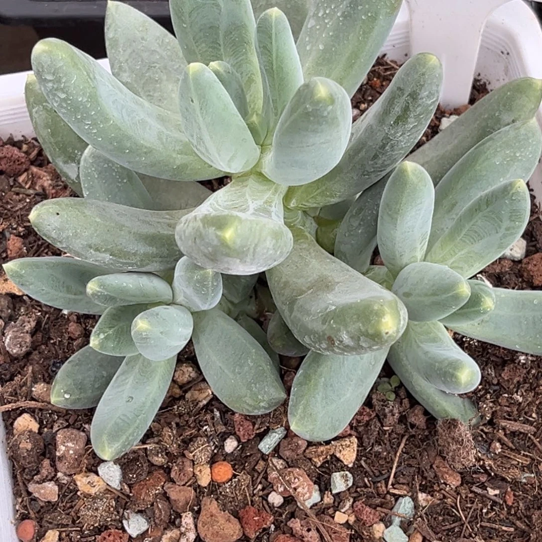 迷雾森林多肉植物302