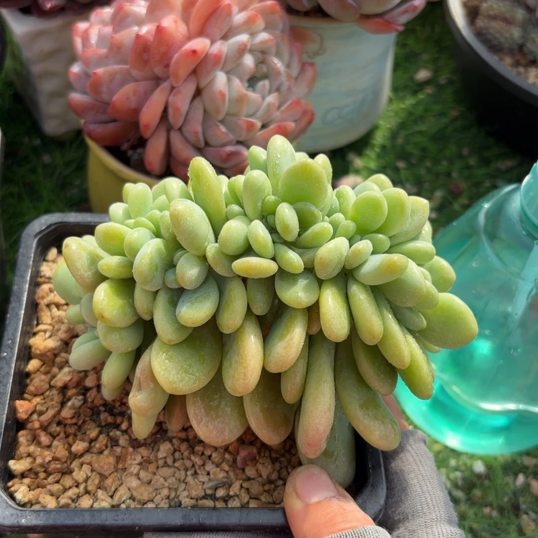 洛神缀多肉88000888888