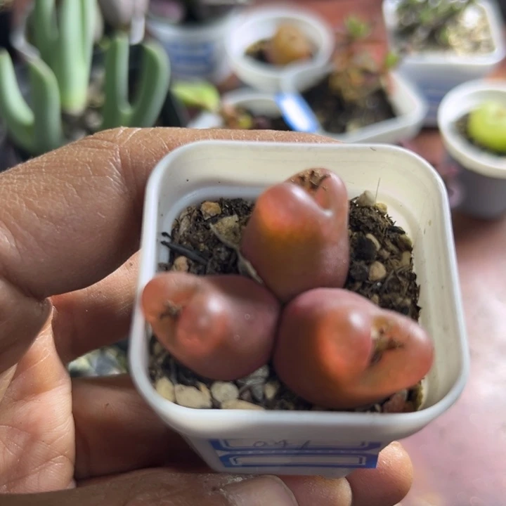 三头奔毛可爱多肉047