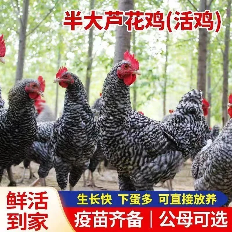 试养3天汶上黑芦花鸡纯种溜达鸡走地鸡绿壳蛋鸡下蛋鸡散养土鸡1