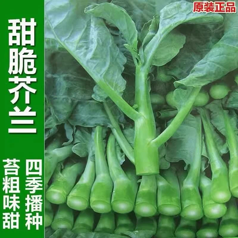 白花甜芯芥兰种子甜心芥兰广东早熟芥蓝菜种籽甜脆蔬菜籽G