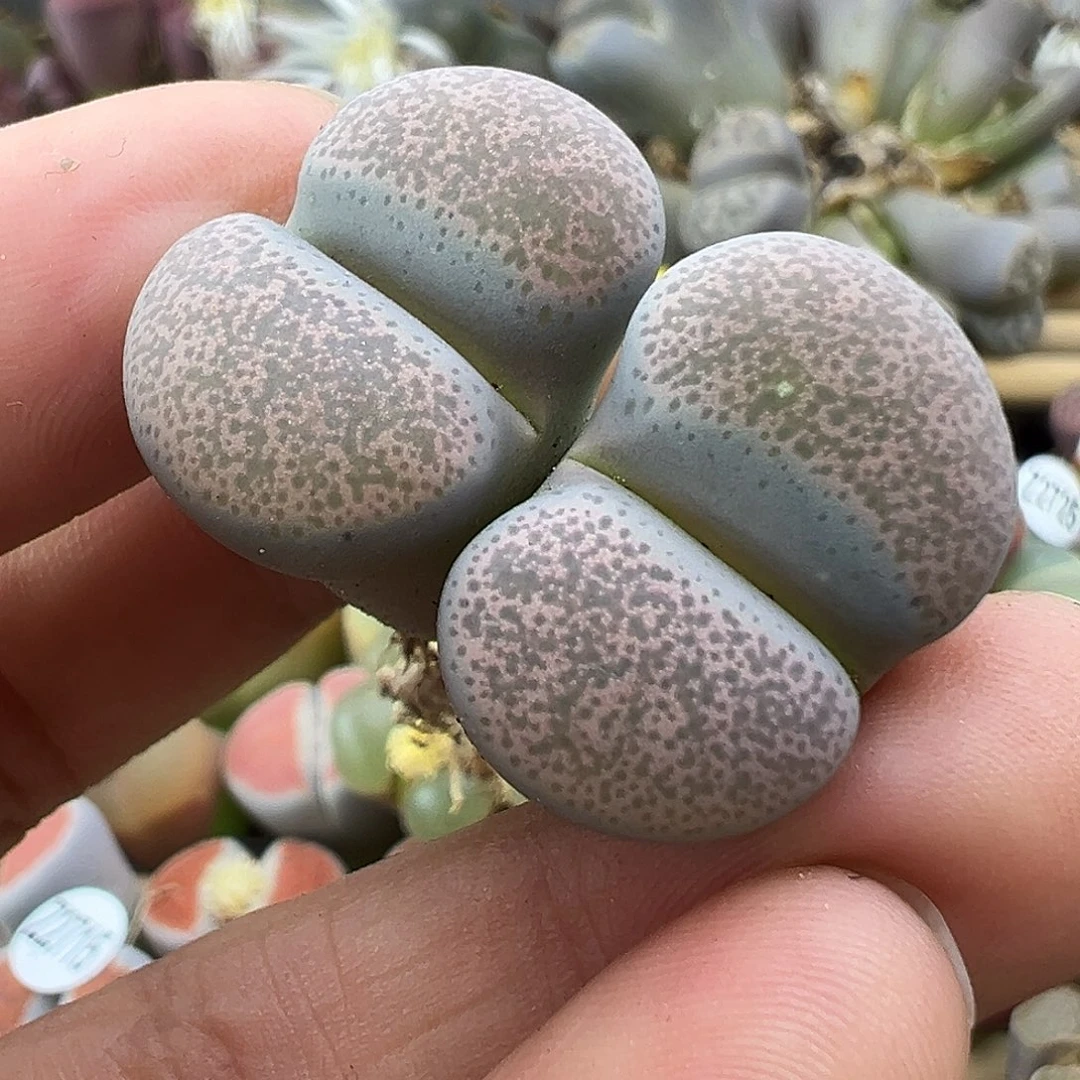 2731 生石花部分有伤长腿清不售后