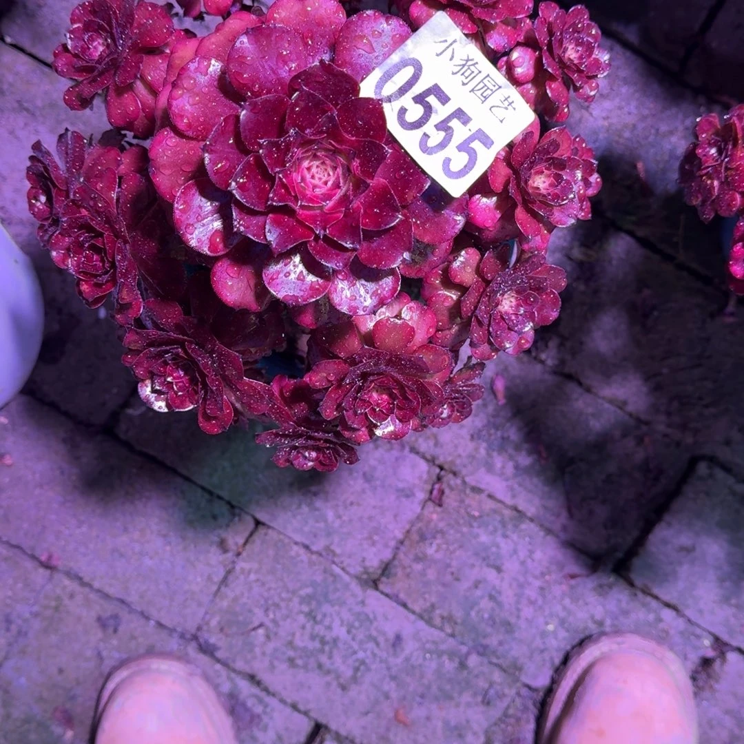 扣***扣美姬多肉植物0555