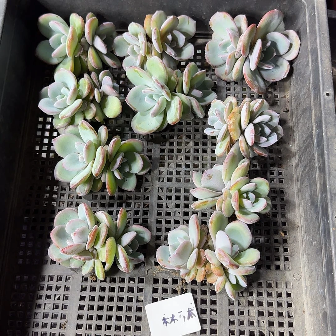 木***木双头韩版奶茶一物一拍