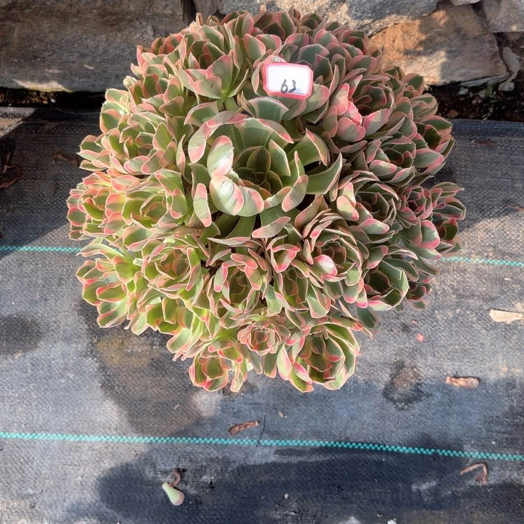 全部花朵红*儿63胭脂雪多肉植物