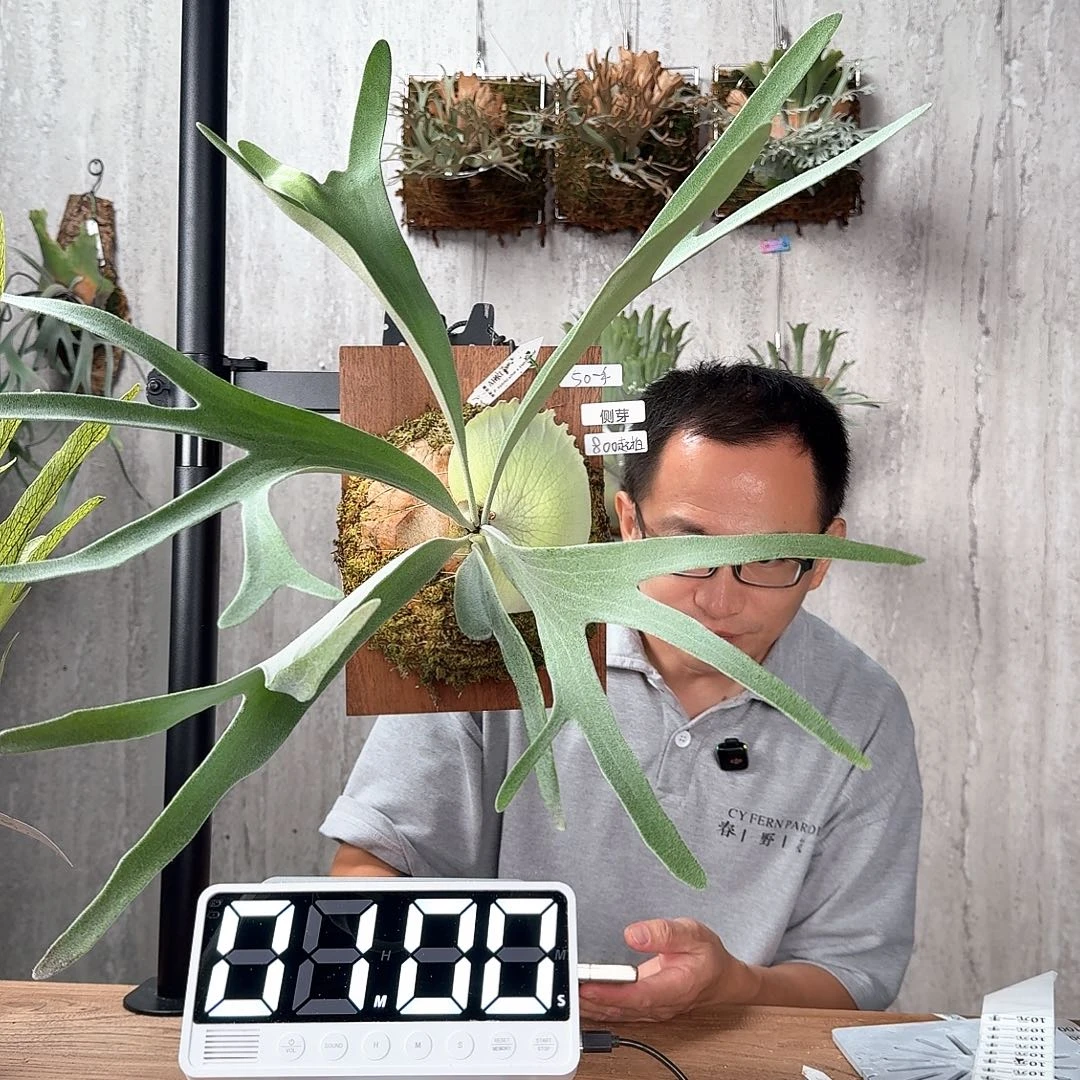 完全开放Akki鹿角