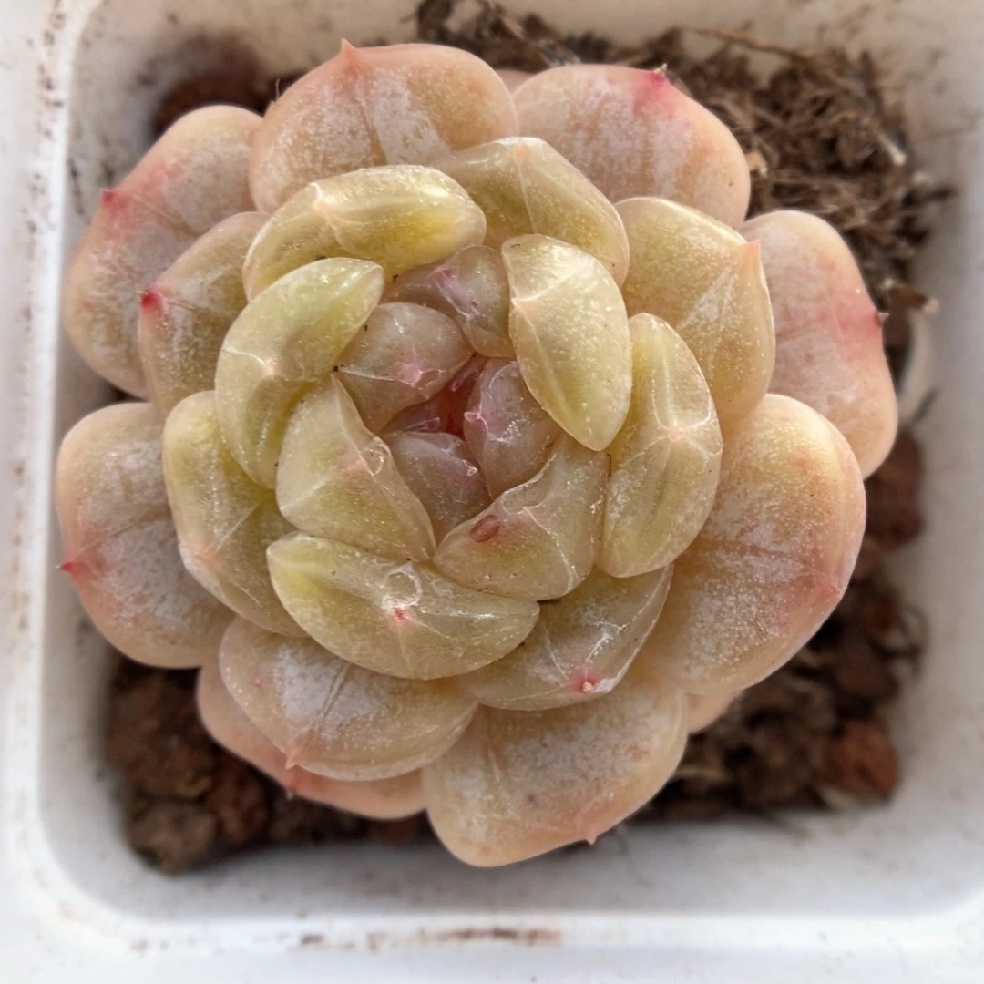 白色恋人可拍713号。