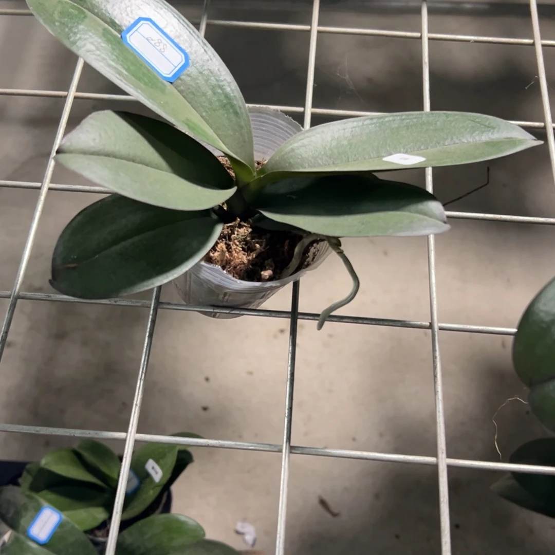 当前无花栽培后可以开花088金蝶瑕疵苗凑单发货