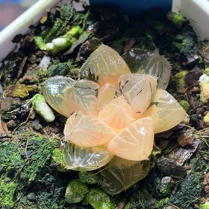 596粉黛锦特选福利