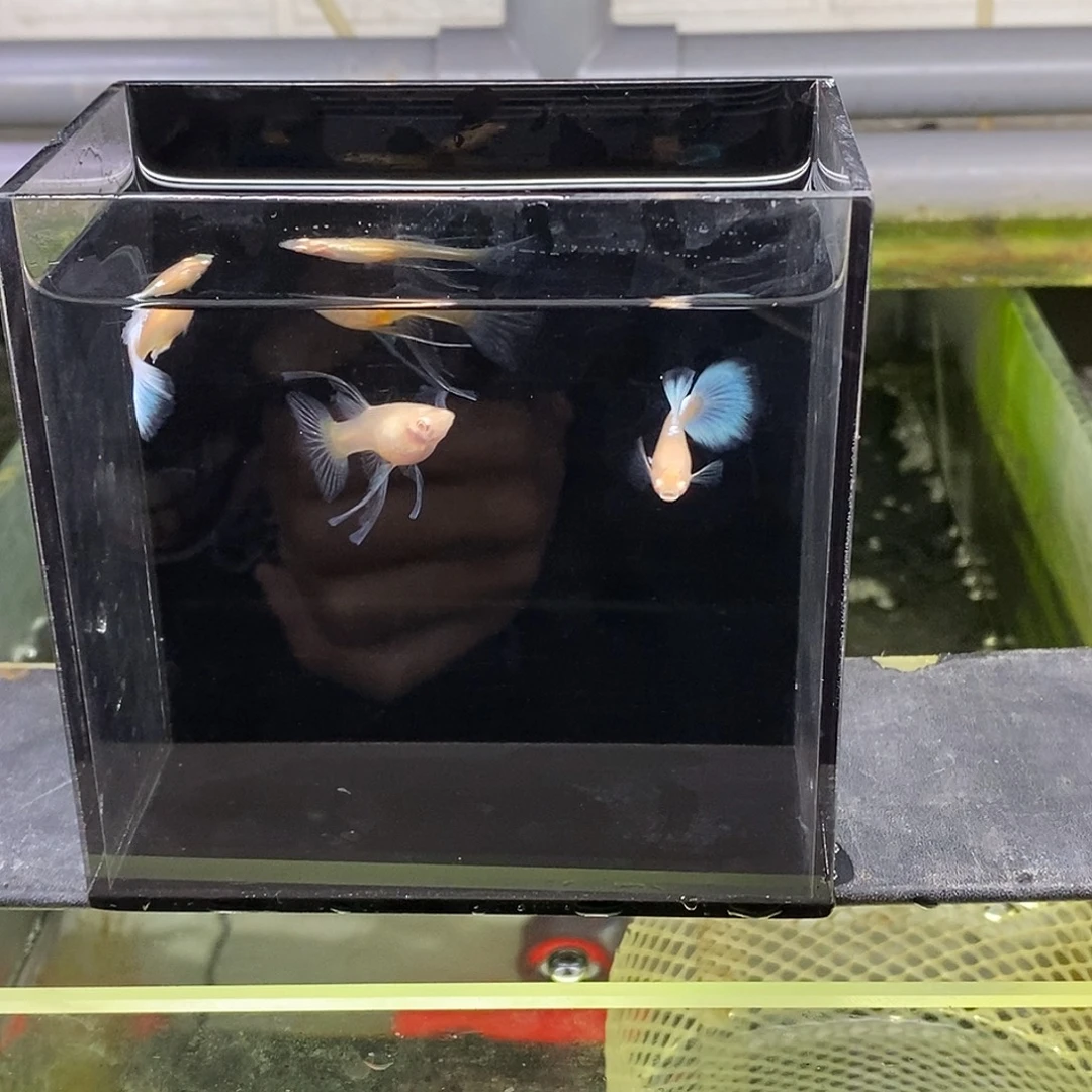 孔雀鱼蓝白大c特价福利2对