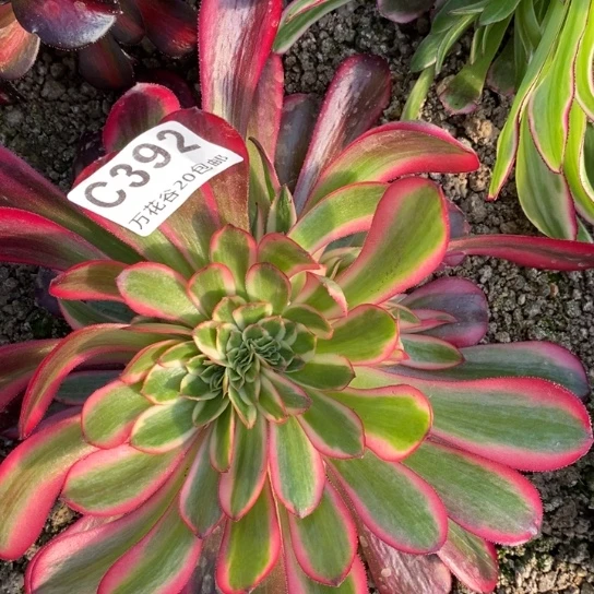 392美杜莎缀多肉植物