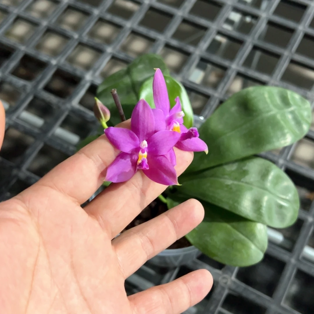 当前无花栽培后可以开花