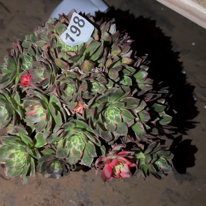 198万花筒多肉植物