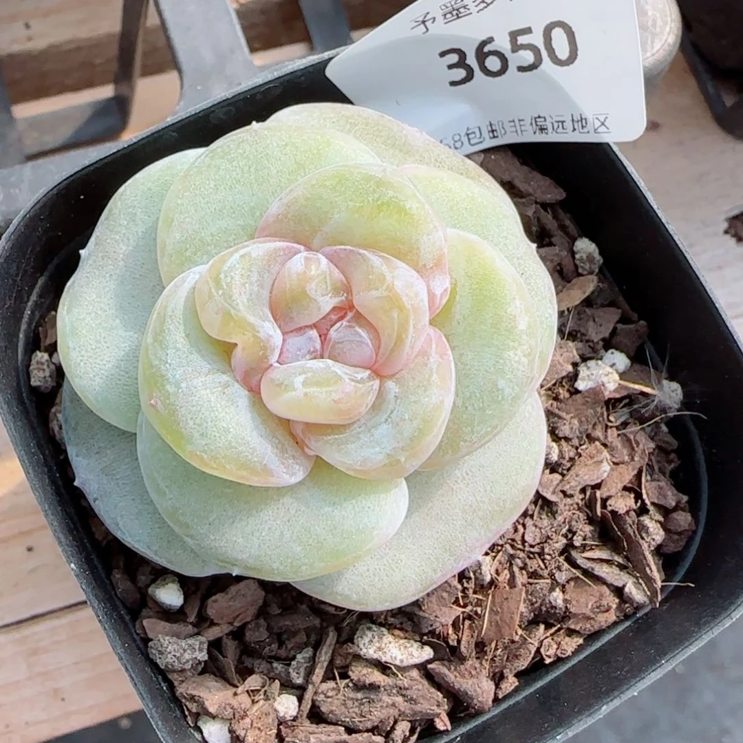 珍妮石化，3650多肉植物