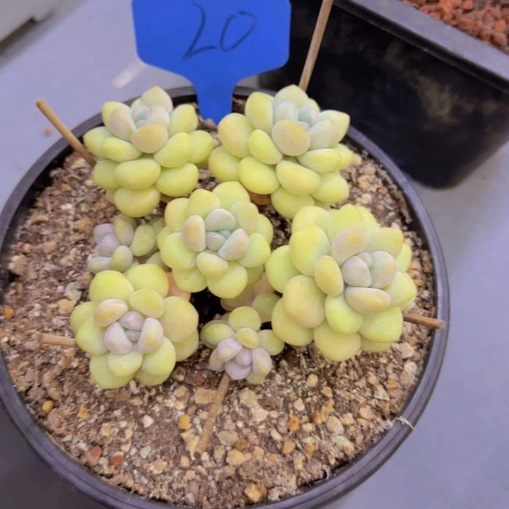 大**潘20多肉植物一物一拍
