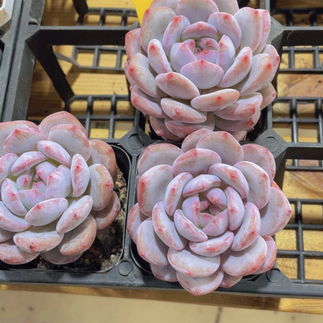 457号 石榴籽星影单头一个